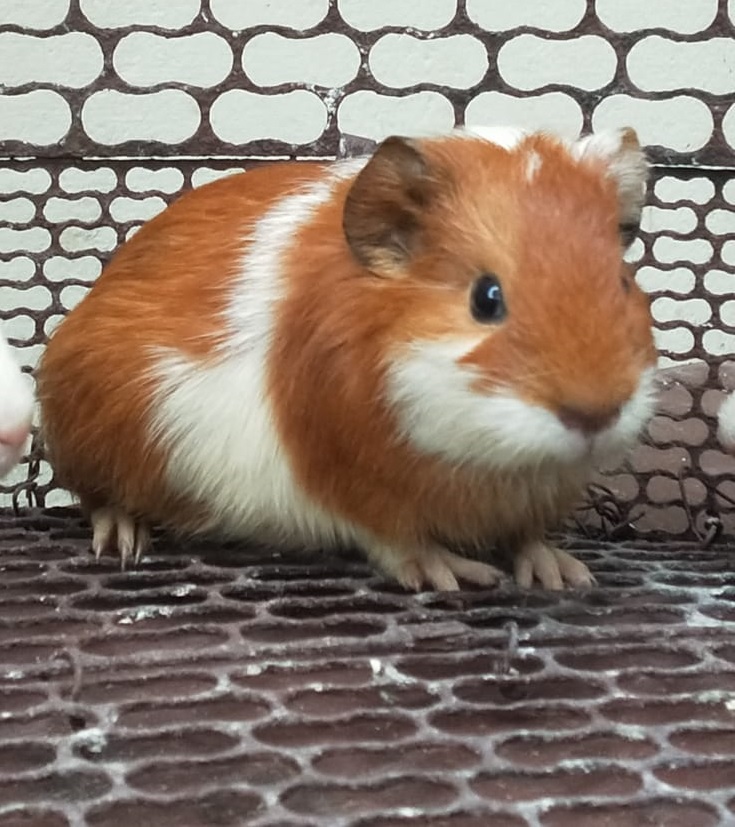 Guinea Pig